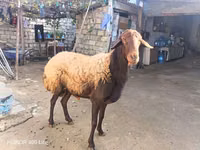 숫양, 양 — 사진 4