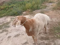 Ram, Rhon sheep — photo 3