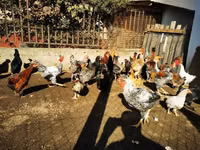 Chickens — foto 7