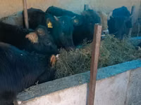 گاو نر, گاو — عکس 2