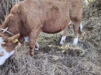 Bulle, Simmental cattle — Foto 1