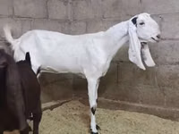 თხა, Kamori goats — ფოტო 1