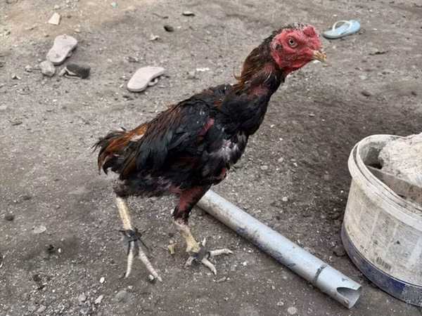 Chickens — جمهوری آذربایجان