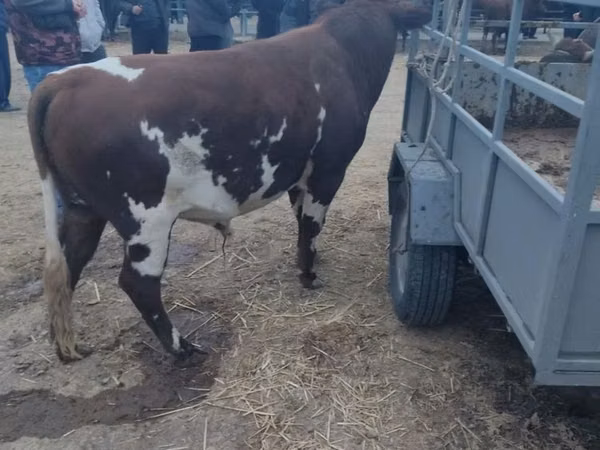 雌牛, Simmental cattle — ウズベキスタン