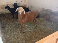 Beran, Arashan sheep — foto 3