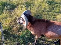 Billy Goat, Goats — photo 2