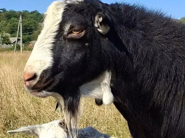 Billy Goat, LaMancha goats — Moldova