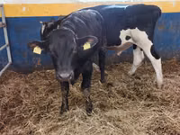 காளை, Simmental cattle — புகைப்படம் 3