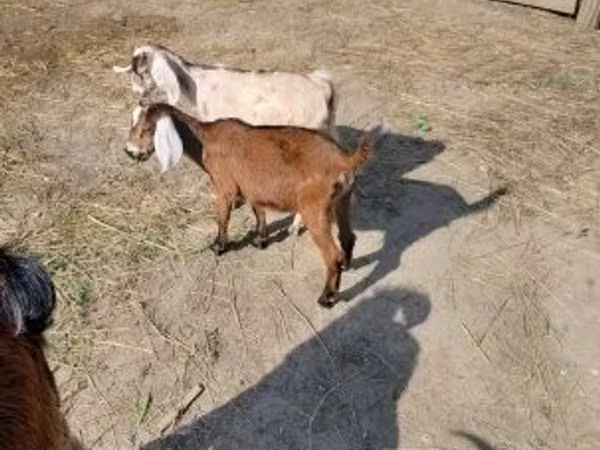 Capra, Nubian Goat — Ungheria