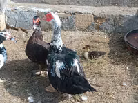 Ducks — photo 4