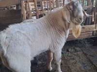 Kozel, Beetal goats — foto 3