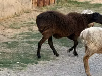 Kambing jantan, Sheep — foto 2