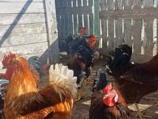 Chickens — Hungary