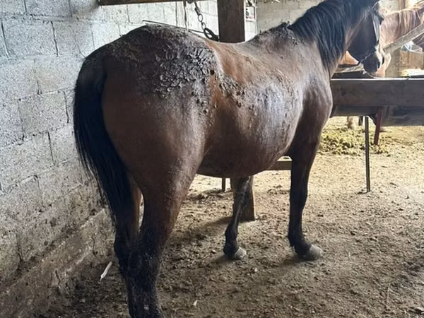 Mare, Horses — Kyrgyzstan