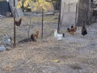 Chickens — photo 3
