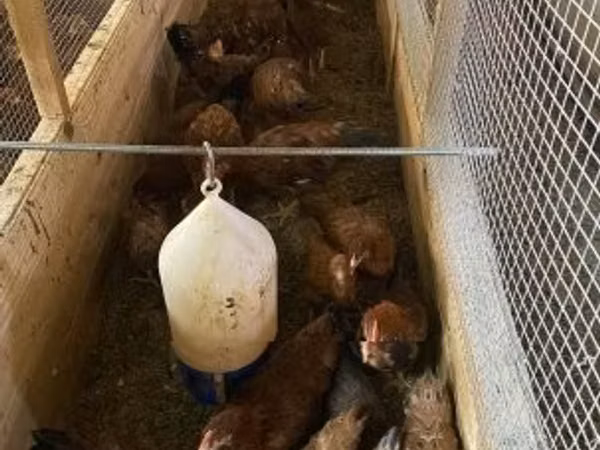 Chickens — Ungarn