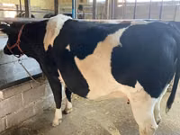 Cow, Holstein breed — photo 1