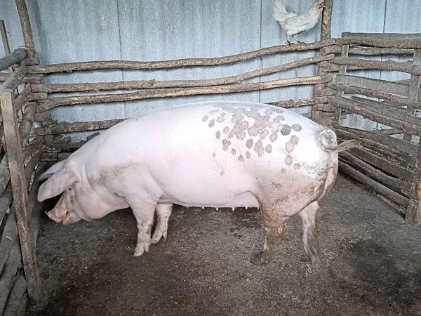 Sow, Pigs — Moldova