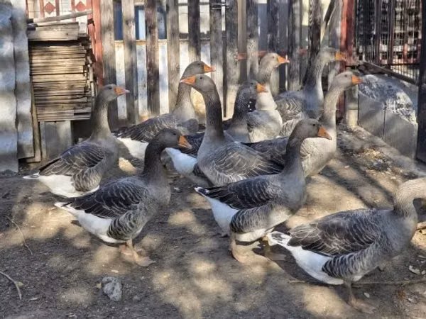 Geese