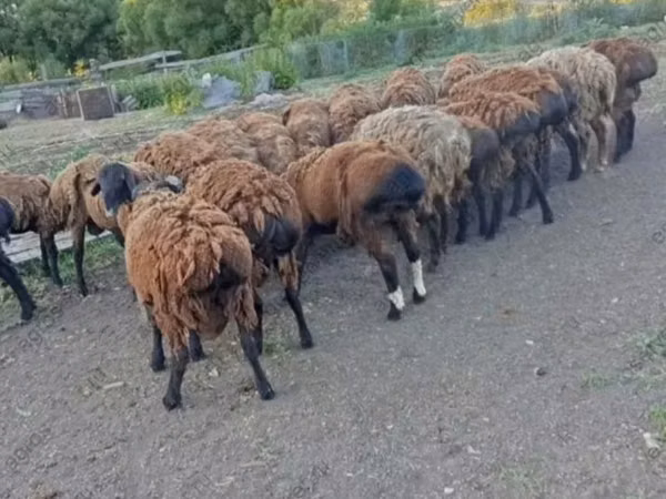 Ram, Sheep