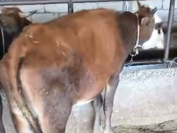 Vache, Bovins — Kazakhstan