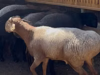 Kambing jantan, Sheep — foto 1