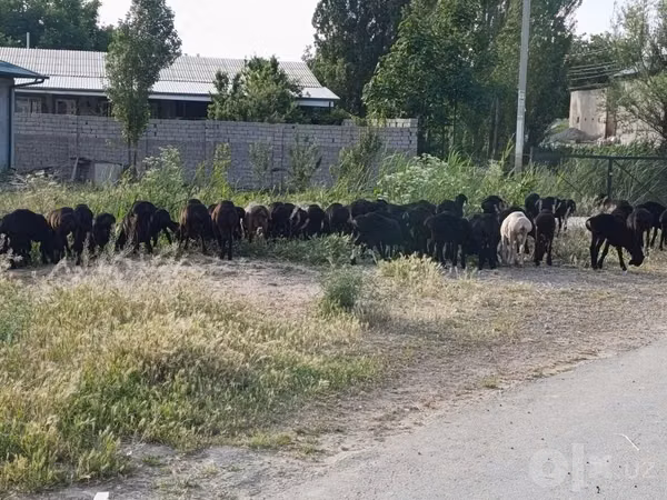 Kambing jantan, Sheep — Uzbekistan