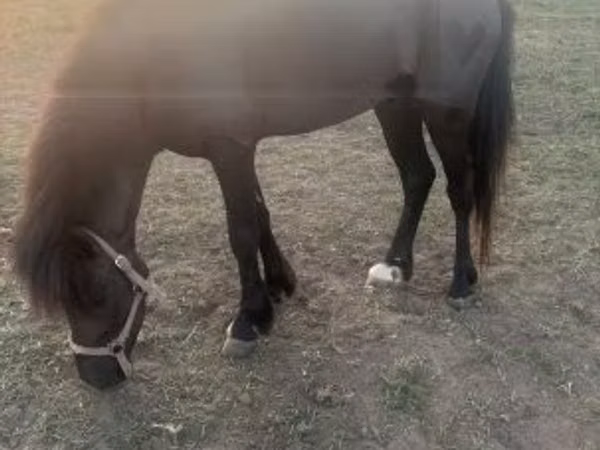 ม้าตัวผู้, Shetland Pony