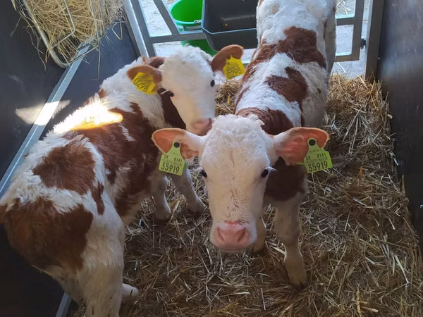 أبقار (دفعة، الجنس غير محدد), Simmental cattle
