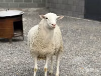 Qoʻchqor, Dorper sheep — 2-rasm