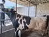 Dibi, Russian Black pied cattle — sawirka 8