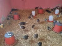 Bronze — sawirka 1