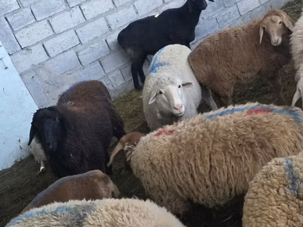 Sheep (batch, sex not specified), Sheep — Kyrgyzstan