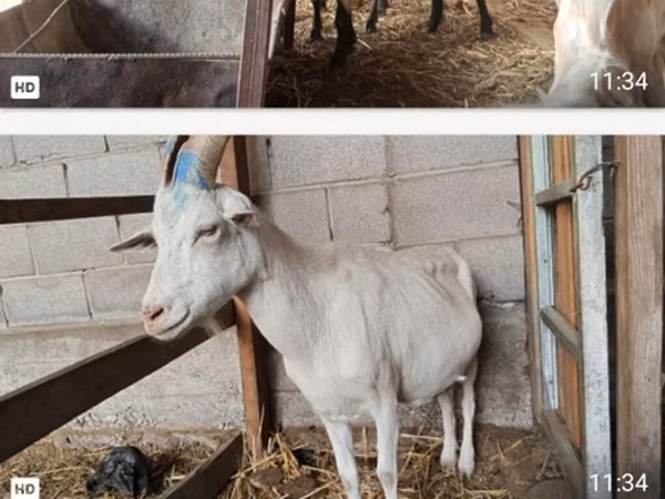 Kambing betina, Goats — Kyrgyzstan