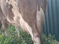 Cow, Simmental cattle — photo 2