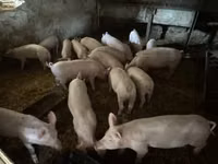 Pigs (batch, sex not specified) — photo 1
