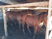 Horses (batch, sex not specified), Horse breed — photo 2