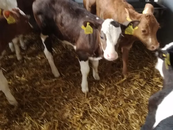 Үхэр (бүлэг, хүйс заагаагүй), Simmental cattle