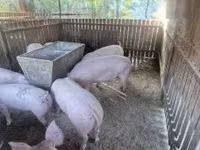 암퇘지, 돼지 — 사진 2