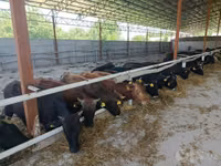 सांड, Swiss cattle — फ़ोटो 4