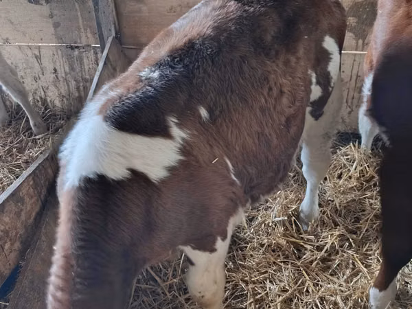 Говбуз, Simmental cattle