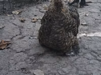 Japanese Bantam — photo 1