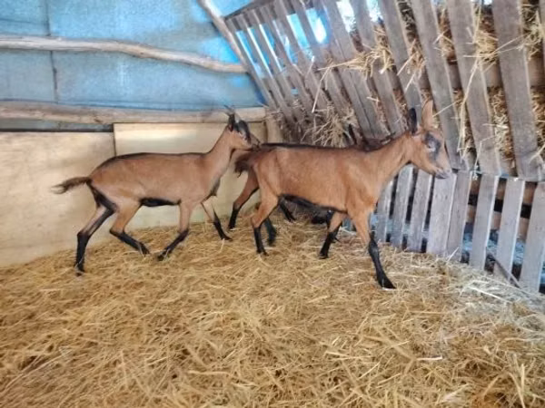 Goat, Alpine goat — Hungary