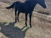 Mare, Horses — photo 2