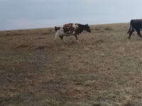 ላም, Cattle — ፎቶ 1