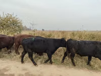 Banteng, Swiss cattle — foto 2
