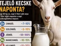 Kozel, Alpine goat — foto 1