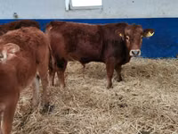 Bull, Cattle — photo 6