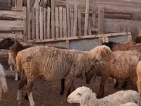 Ram, Sheep — photo 3