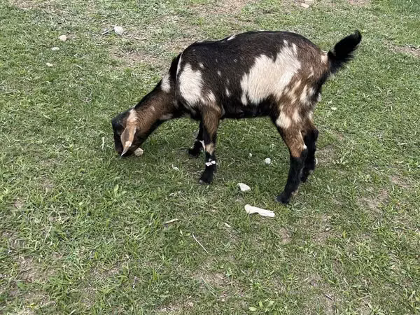 بز ماده, Nubian Goat — قزاقستان